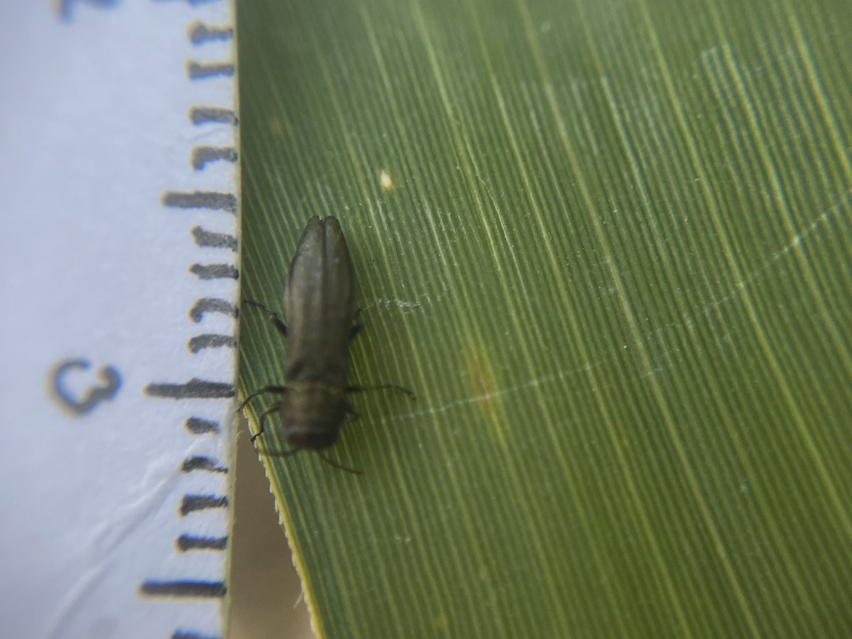 Tom Hibbert (@tomhibbert54) on Twitter photo Can anyone help get this Agrilus to species please? At RSPB Rainham Marshes yesterday, found resting on bramble leaf in scrub area with hawthorn, willows and a few small oaks. Around 6-6.5mm. <a href="/ColSocBI/">Coleopterists Society of Britain and Ireland</a> <a href="/TBeetles/">Adrian Dutton</a> Can anyone help get this Agrilus to species please? At RSPB Rainham Marshes yesterday, found resting on bramble leaf in scrub area with hawthorn, willows and a few small oaks. Around 6-6.5mm. <a href="/ColSocBI/">Coleopterists Society of Britain and Ireland</a> <a href="/TBeetles/">Adrian Dutton</a>