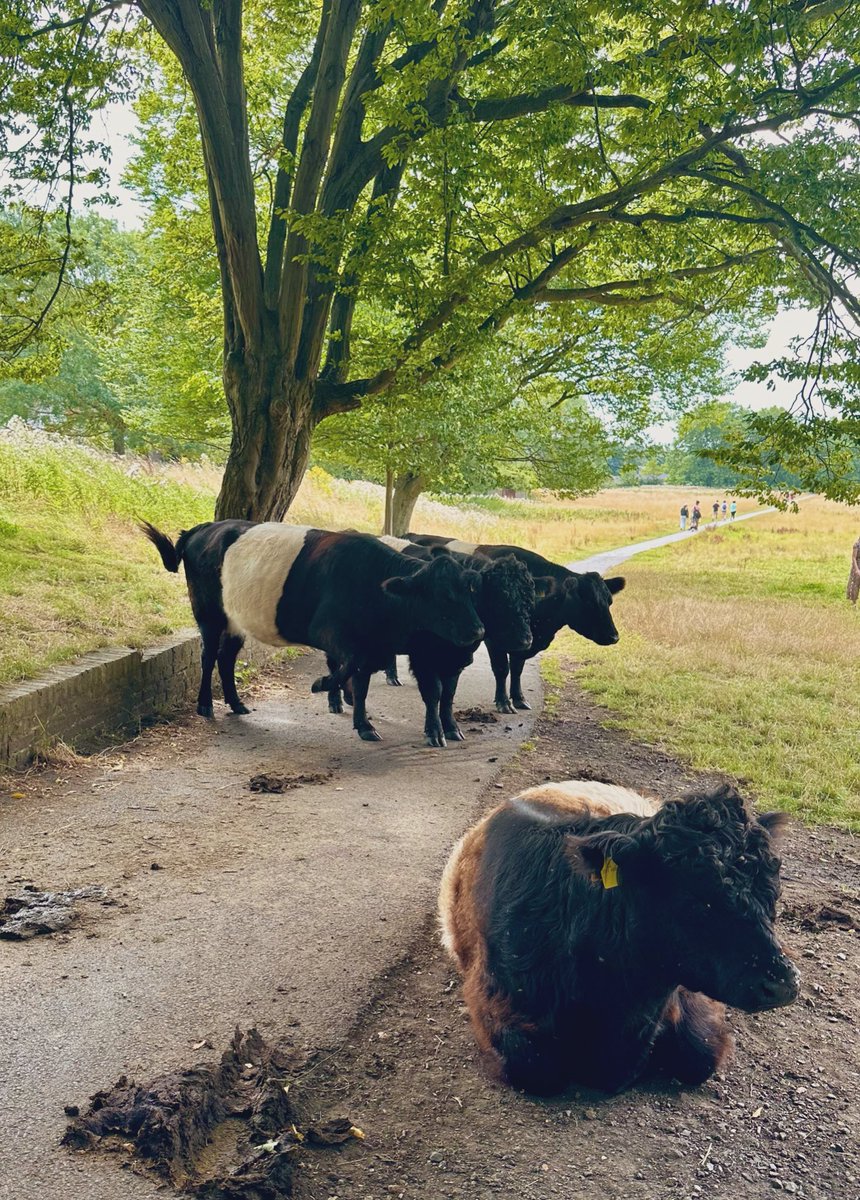 sarahkern101's tweet photo. Moo-ving on through some mid path obstacles ๐ฎ in #Richmond to grab my new favourite mid #run ๐๐ผโโ๏ธ purchase - Cola Calippo ๐!
@UKRunChat #ukrunchat @RunnerBliss #running #Calippo #London https://t.co/LszU7pvd4o