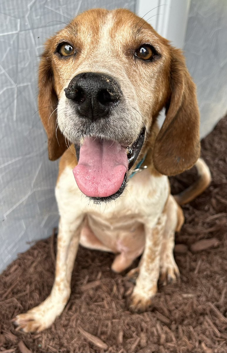 Lola Patolla tweet media