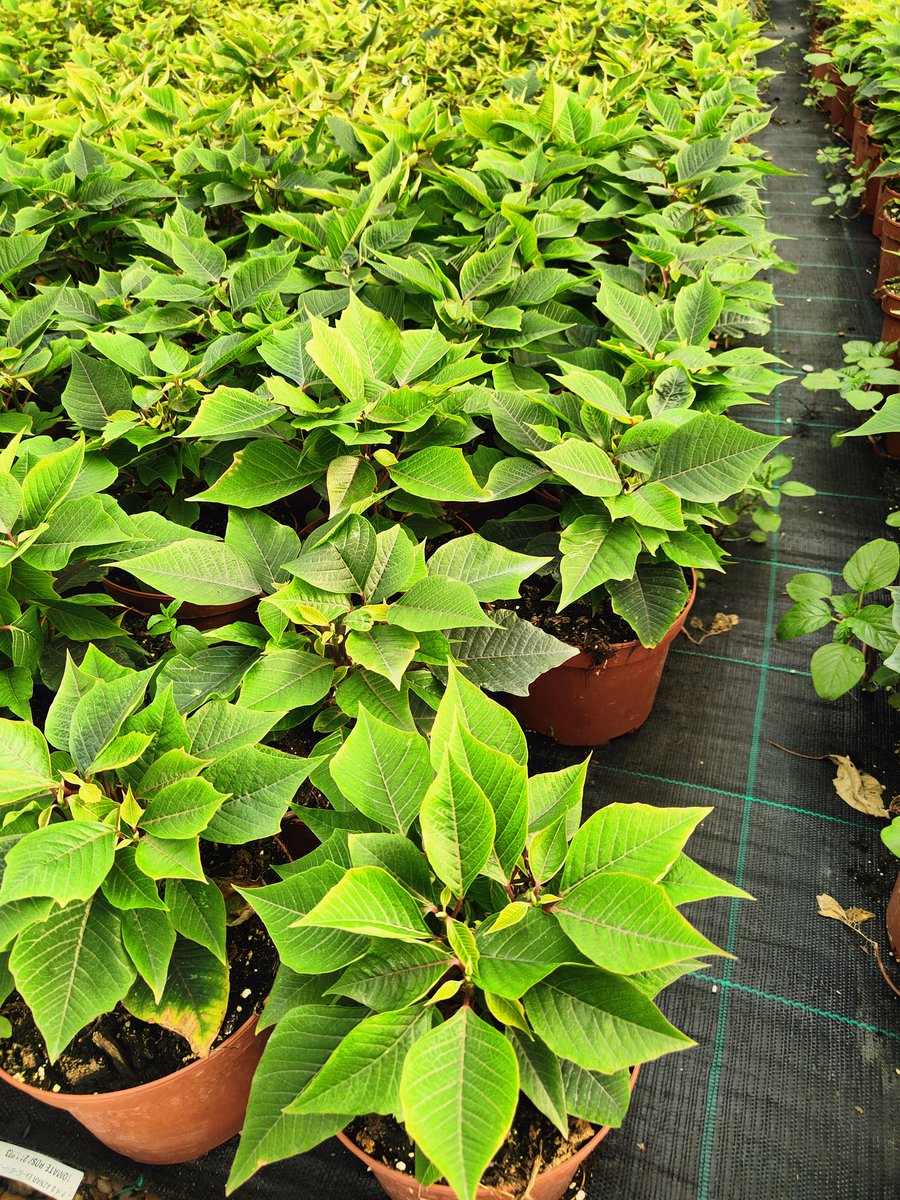 soledad_npz's tweet photo. #Poinsettia. Preparando la 🎄. Control biológico de mosca blanca 💪 https://t.co/zrs9cLLDVr