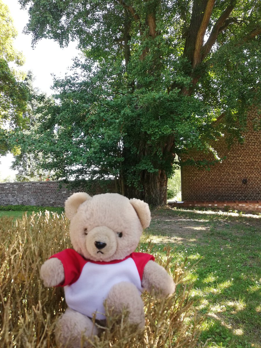 boeleke_op_reis's tweet image. A Japanese walnut tree (Ginkgo biloba) can be found near the village church in Geetbets.
This particular ginkgo is one of the thickest ginkgo trees of all its peers outside Asia. #bearinBelgium #walkingisfun