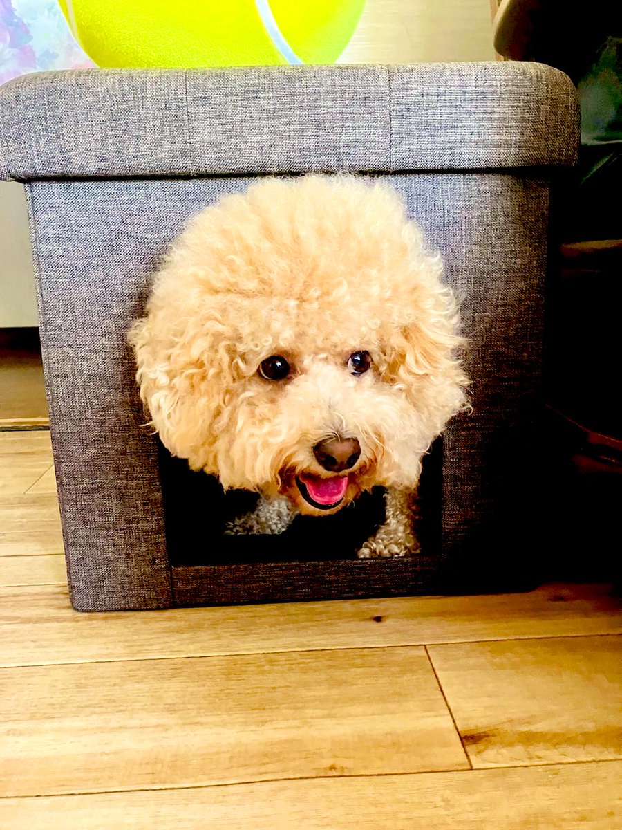 558g776's tweet photo. 新しいお家〜🏠
2個もらったぁー🎵
8k越えのモモちゃん…🐕
カタツムリだぁー🐌
この倍のお家が欲しいね！
#ビションプモモ　#トイプードルシロ　#小さなお家　#いぬのいる暮らし #太り過ぎ https://t.co/isaC9Thc8i