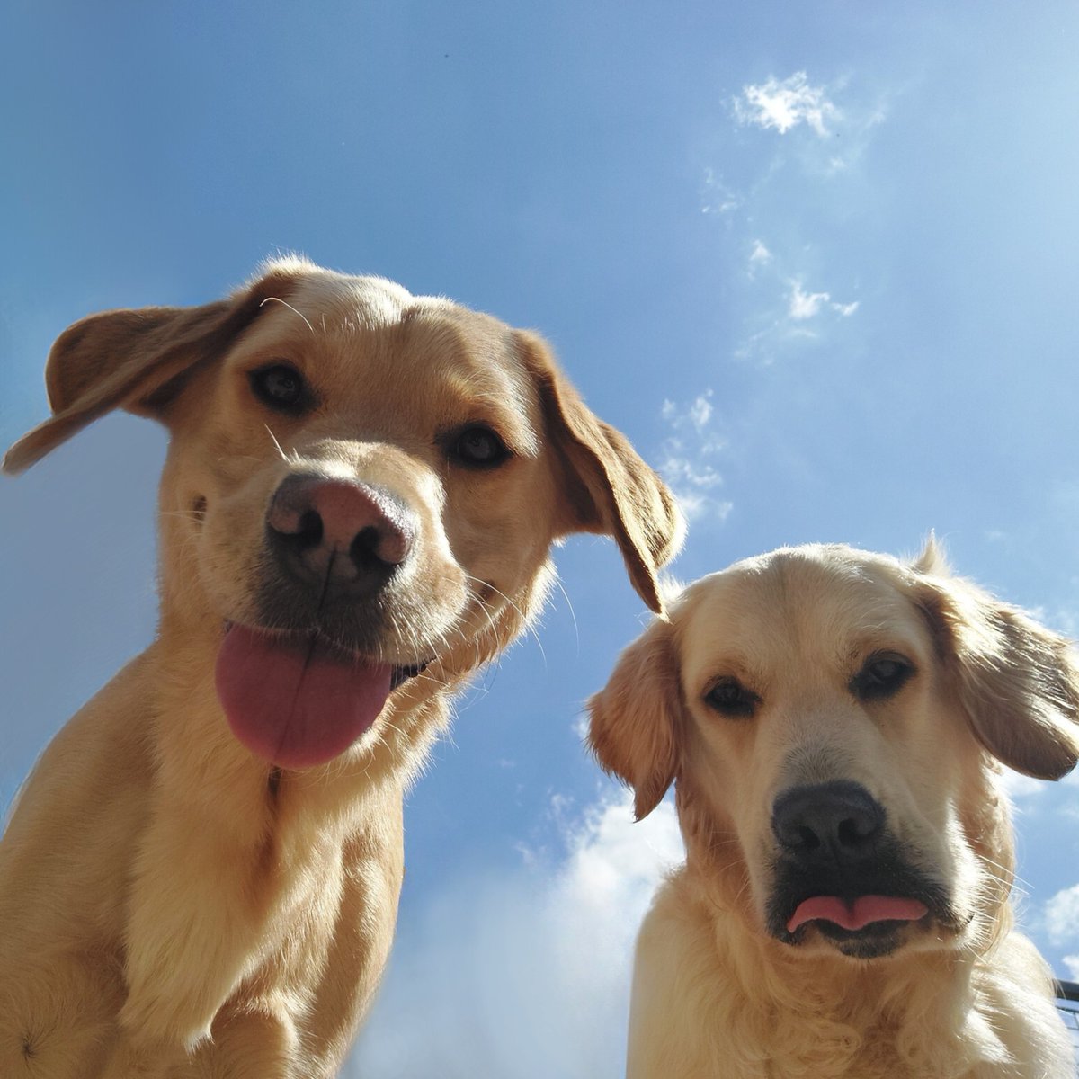 guidedogs's tweet image. It&apos;s time for another caption competition 📸 

What caption would you give this cheeky duo? Let us know in the comments! 👇 

[VD: see alt text]

#GuideDogs #SelfieSaturday #CaptionCompetiton