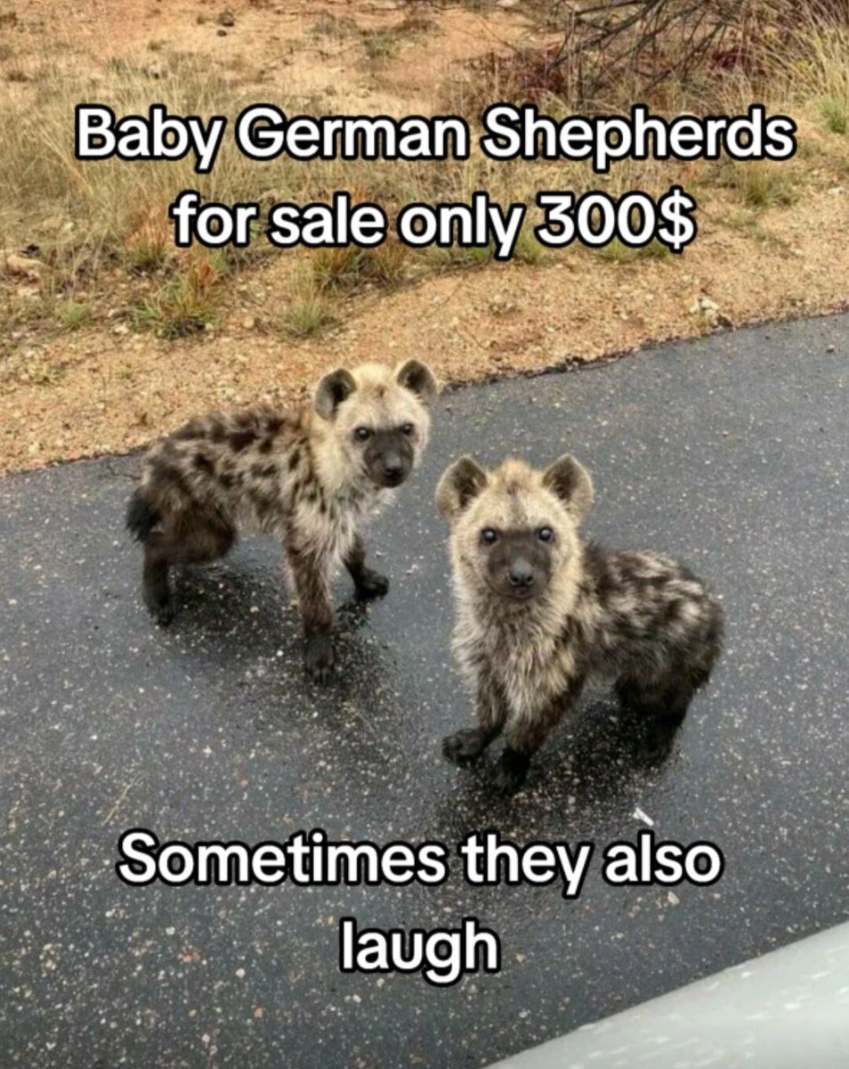 HovoYeen's tweet photo. The best puppies you will ever have! https://t.co/VgUl5ZJfHu