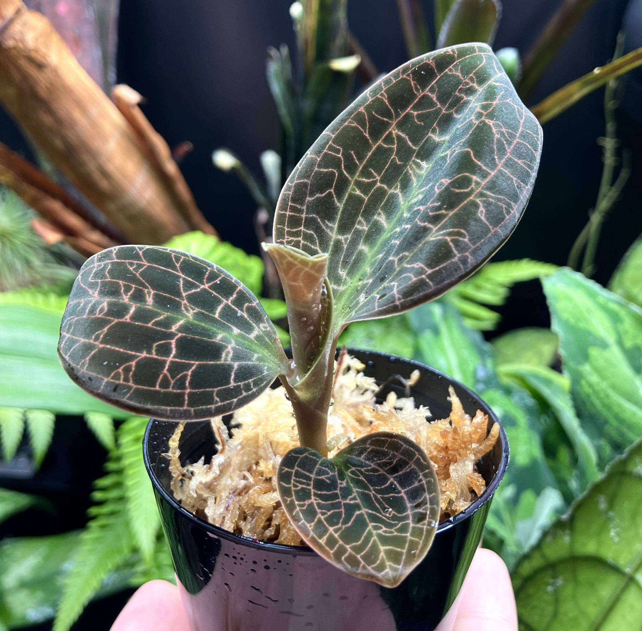 希少 ドッシニア マルモラータ ダイィ ジュエルオーキッド 中苗