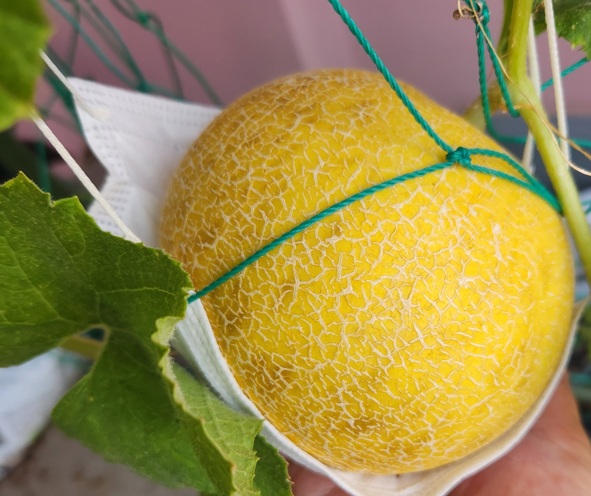 ころたんメロン - Search / X