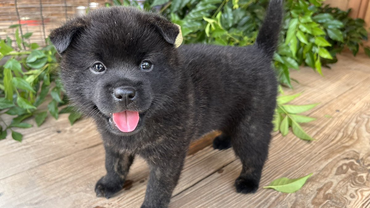 仔犬はじめました

min-breeder.com/dog2408-02396.…