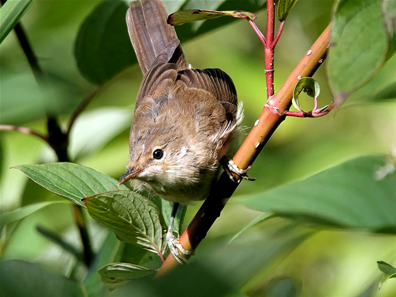 Here are Ed Wilson's sightings from yesterday at Priorslee Lake and The Flash, Telford, Shropshire <a href="/sosbirding/">ShropshireBirdingNews</a> <a href="/BC_WestMids/">West Midlands Butterfly Conservation</a> <a href="/My_Wild_Telford/">My Wild Telford</a> <a href="/BTO_Shropshire/">BTO Shropshire</a> <a href="/ShropBotany/">Shropshire Botany</a>

Photo: A Reed Warbler

friendsofpriorsleelake.blogspot.com/2024/08/9-aug-…