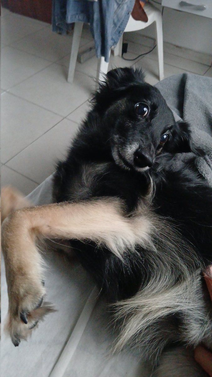 Bidu_bibi's tweet photo. Olá amores 👋 🐶❤️

#bordercollie 
#pet 
#pets 
#viralatalovers 
#Border 
#BorderCollie 
#adoteumanimal https://t.co/07iLMIp8pl