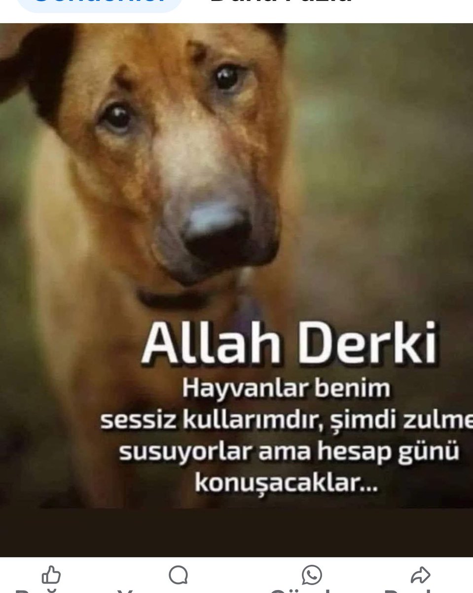 Selda Bağcan (@seldabgcn) on Twitter photo 