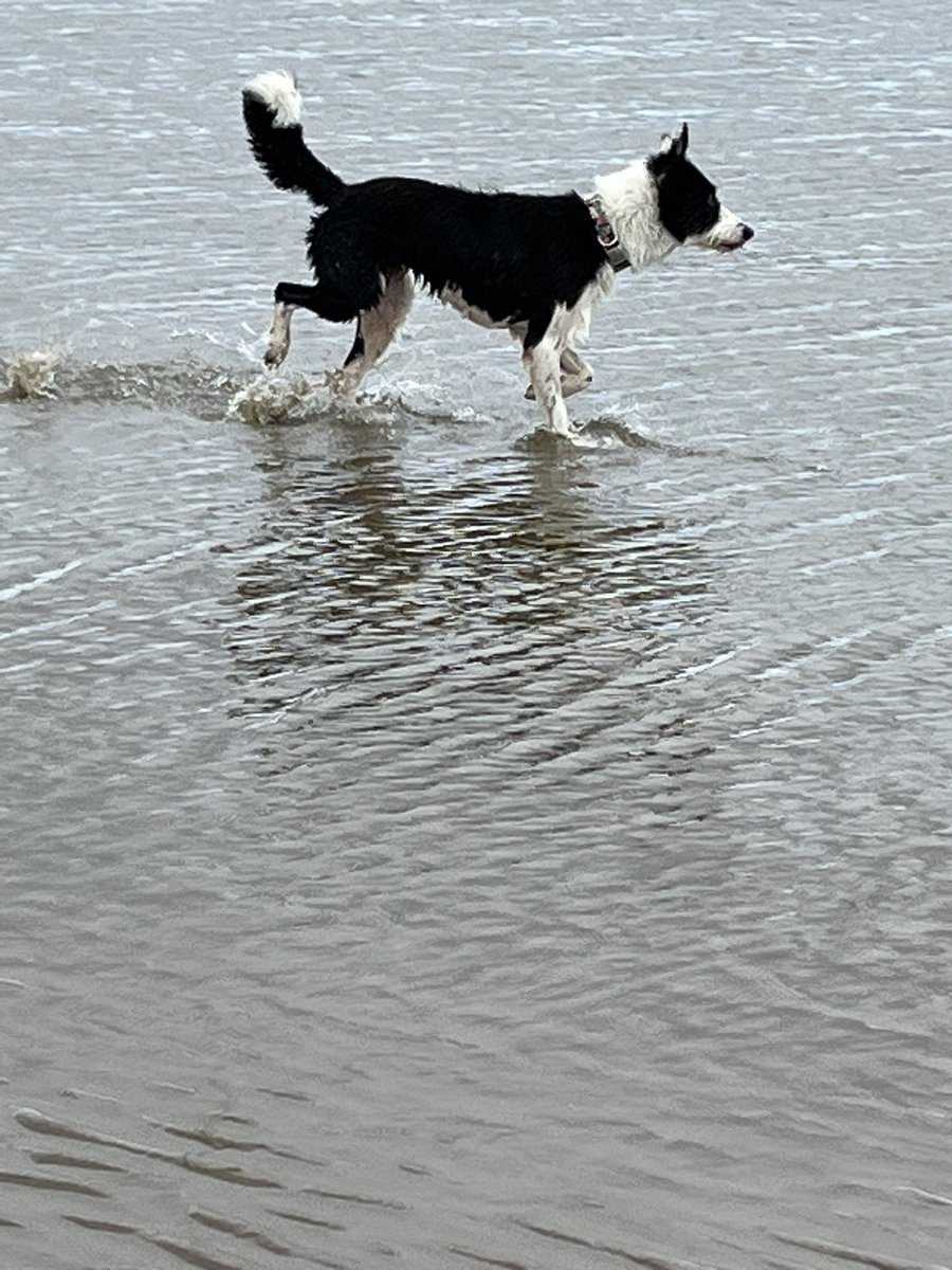 CathyFlynn16's tweet photo. @MADRADogRescue Our beautiful Barbara rescued 4 months ago loving beach life https://t.co/wciLMz4QbG