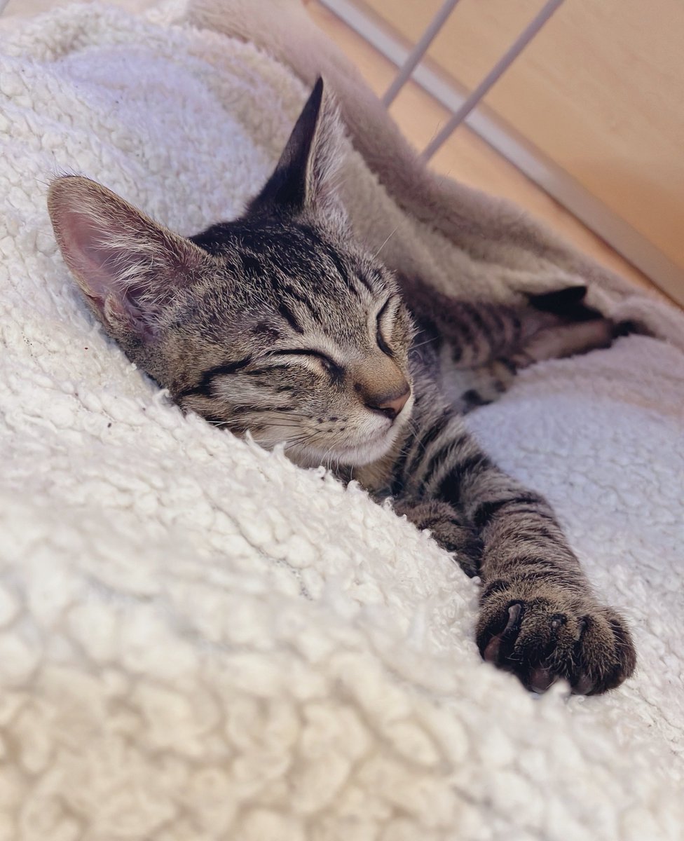 ねこみみ tweet media