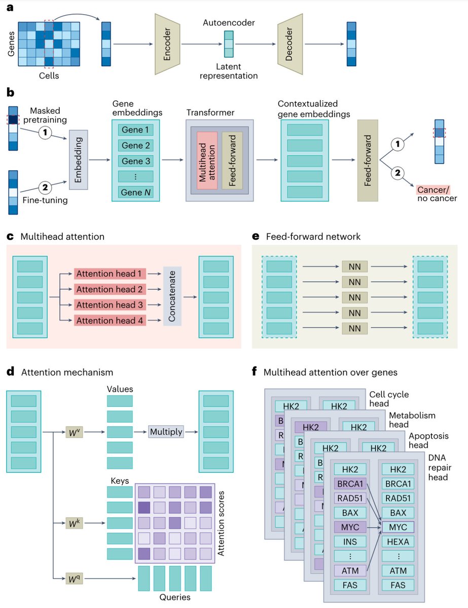 Transformers in single-cell omics: a review and new perspectives nature.com/articles/s4159…