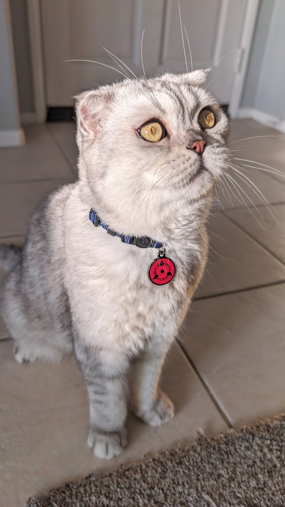 Pawsonify's tweet photo. Don't you love how cat eyes just shine under sunlight? Shimi looks extra dazzling wearing the Sharingan Pet Tag. 😍
#Pawsonify #PetCosplay #AnimePets #PetLovers #AnimeCosplay #PetFashion #CosplayPets #AnimeInspired #PetAccessories #CosplayAnimals #PetCommunity #GeekyPets https://t.co/JkpndK1MdB