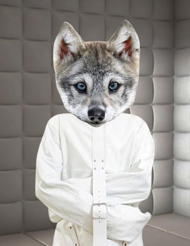GusTaVzHoLLa's tweet photo. @idrawline Uwu going off but have you seen this super meme able wolf? $howly 

tqASj1rKvf8sReaDQt1z2mMc58UrYAA8E7eq7i4pump https://t.co/tmZfmS38OT