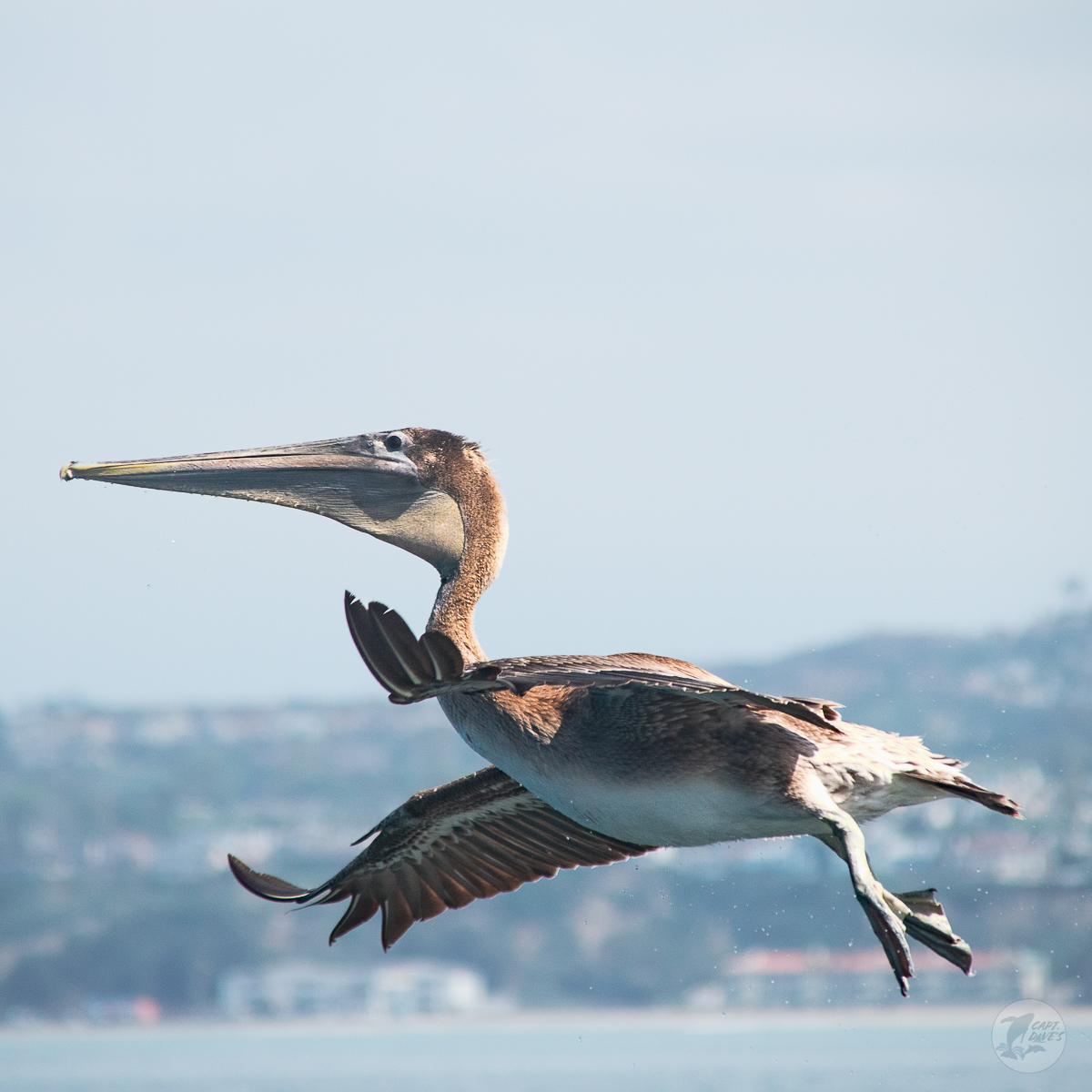 DolphinSafari's tweet photo. Our Olympic #goldmedal for #diving goes to Pelecanus occidentalis. The #CaliforniaBrownPelican dives from an average 60 ft (18m) to catch over 4 pounds of fish a day! Amazingly, the brown pelican is the only #pelican that is a plunge diver. #dolphinsafari #captdaves #audubon https://t.co/danLQ1rmb5