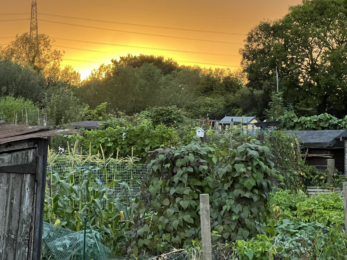 balga_online's tweet photo. Beautiful sunset at our allotment site. #baldock #allotment #sunset https://t.co/c4mVyNmTT8