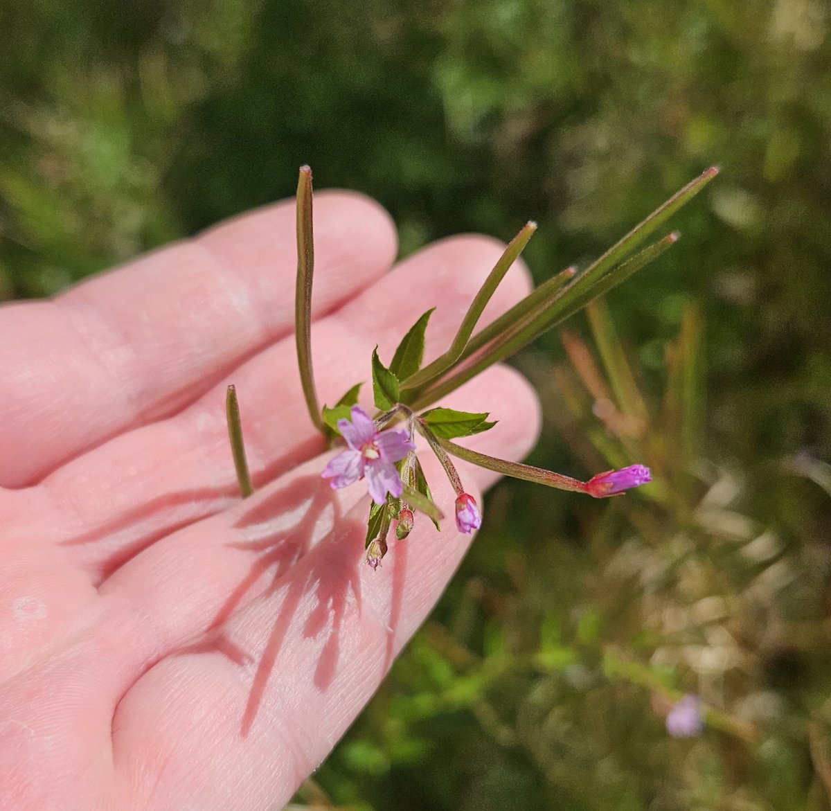 Shauna Louise Caffrey tweet media