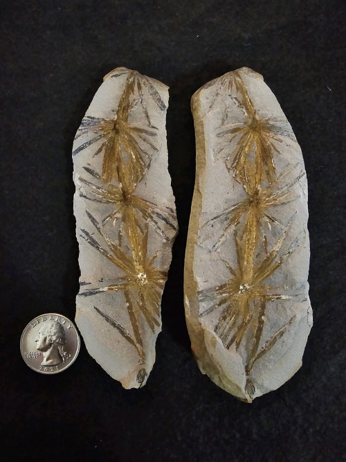 ESCONI's tweet photo. Fossil Friday #225: Annularia inflata #fossils #paleontology #FossilFriday #MazonMonday #annularia #horsetail #calamites
A stunning Annularia!
https://t.co/BFEGRaVuUB https://t.co/2XsuSfZ4GH