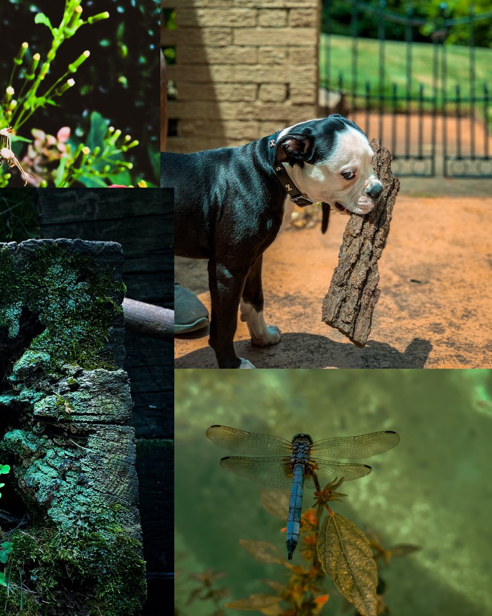 harleysattik's tweet photo. The Ponderosa Series: A collection of nature/wildlife images captured around my childhood home. https://t.co/O5WtlbbqHs