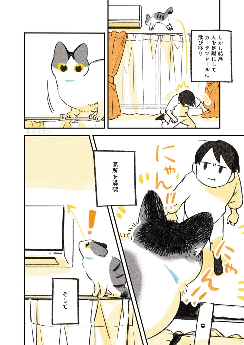 高いところに登りたい猫 