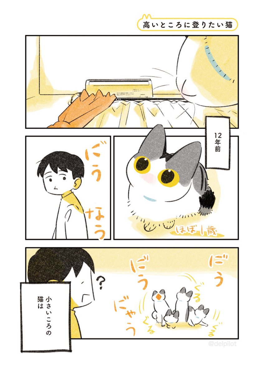 高いところに登りたい猫 
