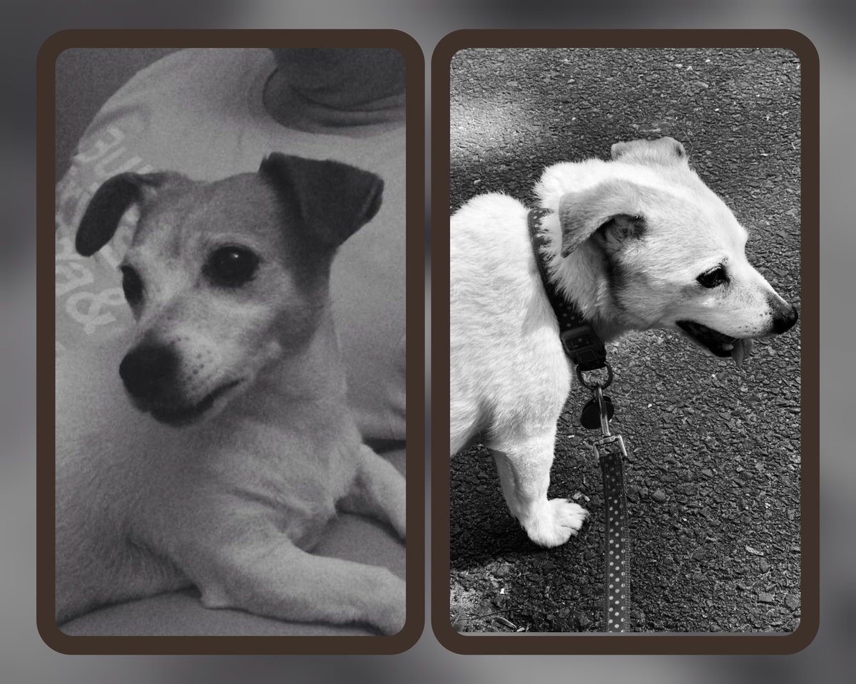 Yesterday, we had to say our goodbyes to our darling Jacky. We adopted her aged 12, and she lived to the ripe old age of 18 years and 8 months. Rest easy girl,and go find your brother and sisters at rainbow bridge ❤️ 
#jackrussells #olddogs #rainbowbridge #furbaby