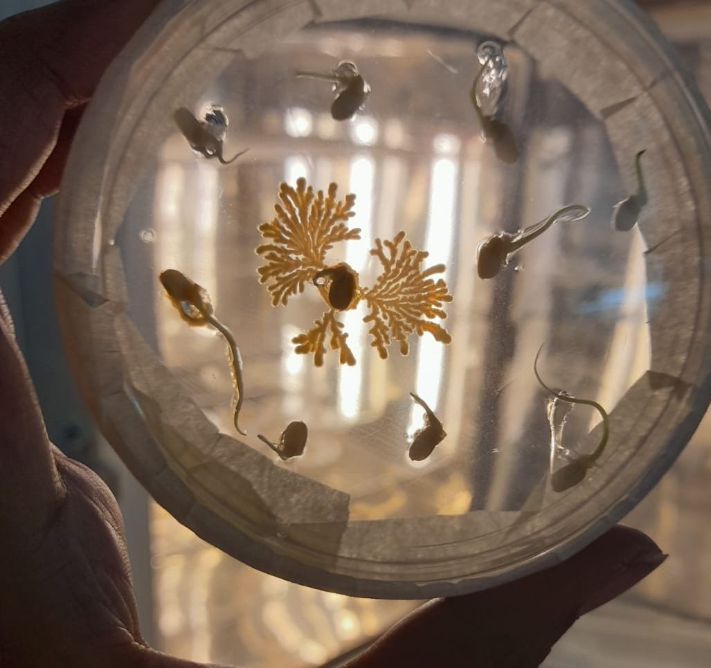 Wings of fire ✨ <a href="/ContamClub/">Contamination Club</a> 
Photo by Pragya, PhD student 

#contam #rice