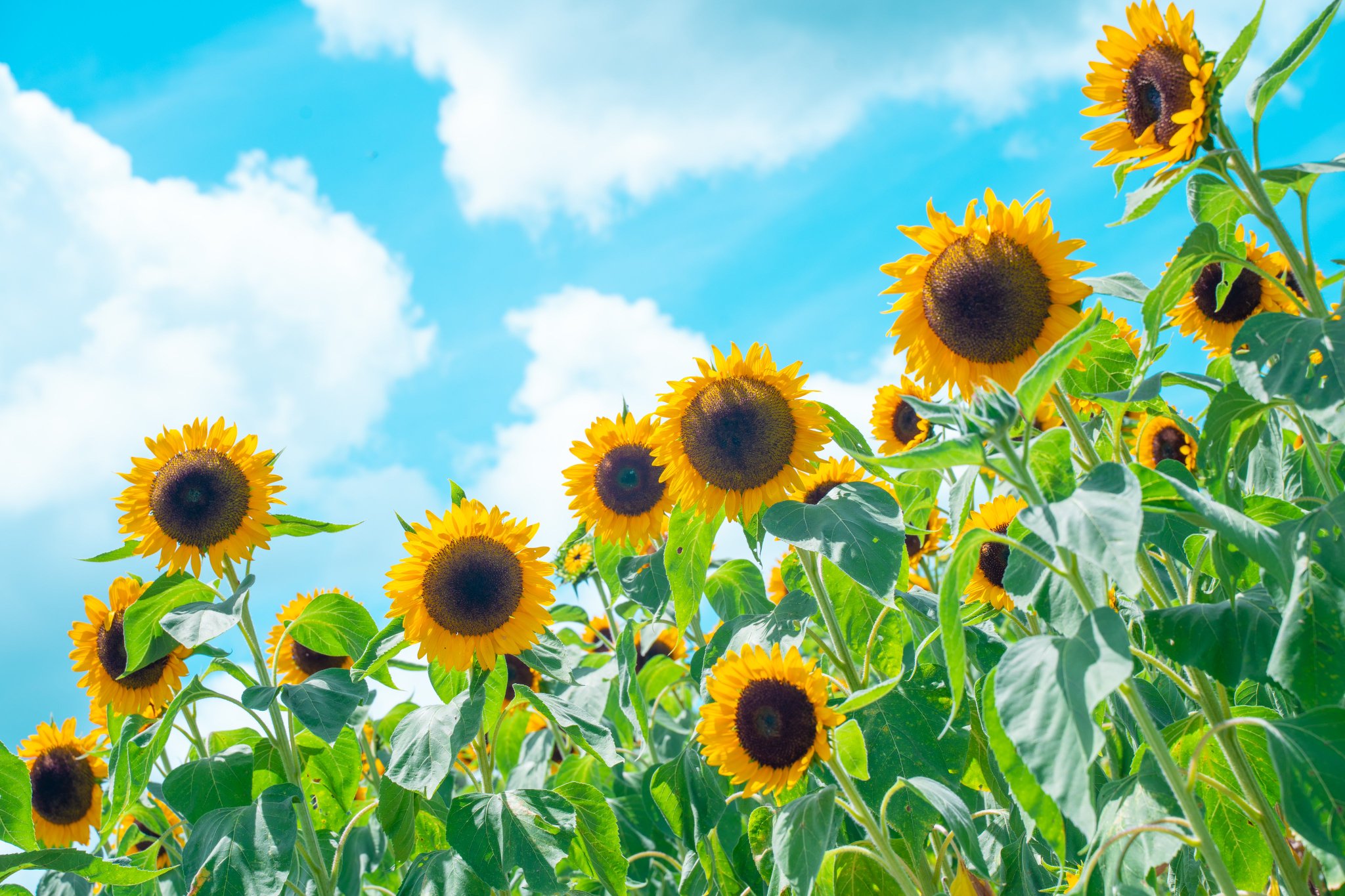 mitukiさま専用 黄昏のひまわり畑ほか　3点おまとめ mitukiさま専用 黄昏のひまわり畑ほか 3点おまとめ mitukiさま