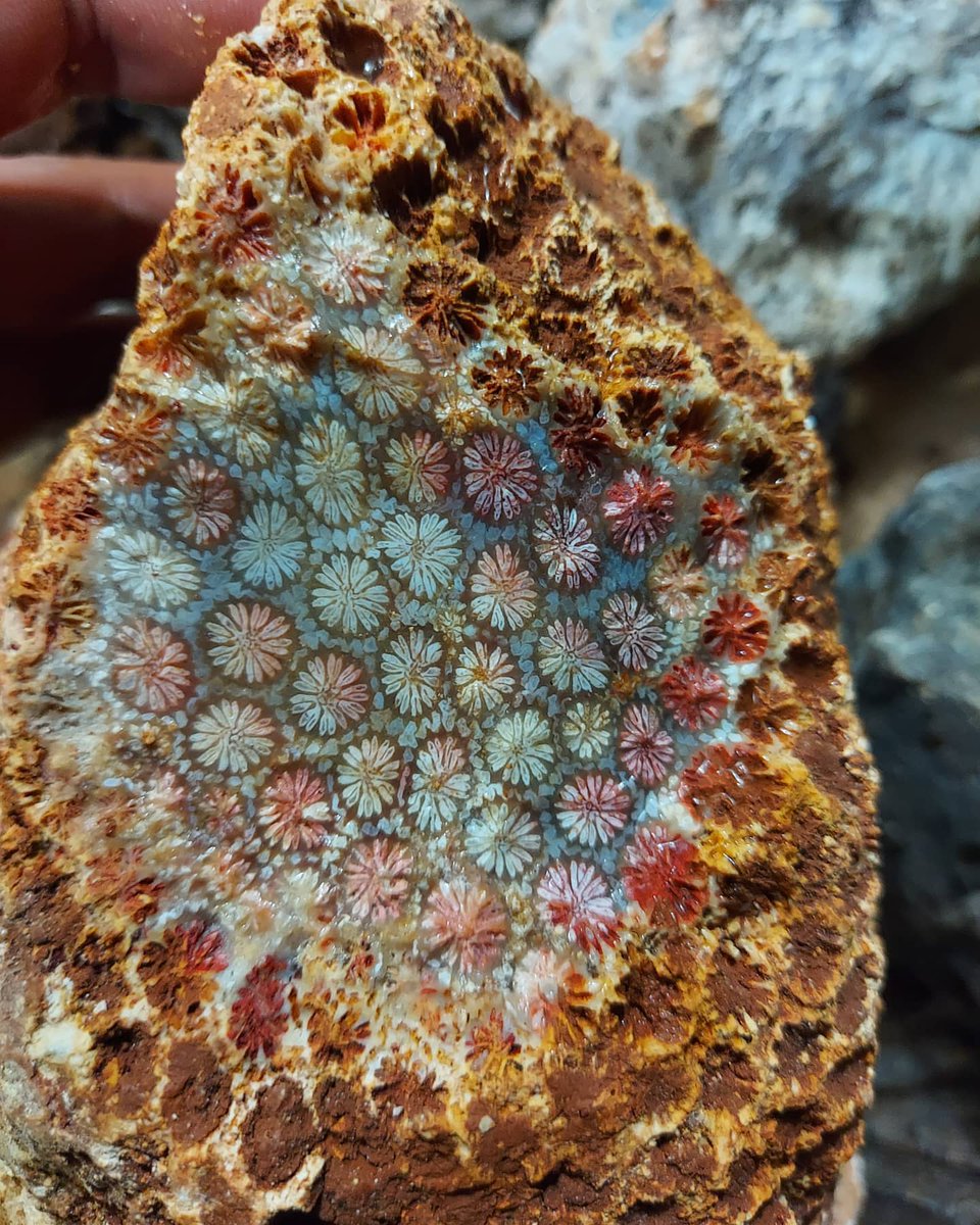 Rough Indonesian fossil coral,

Photo: Yusef Sulaeman