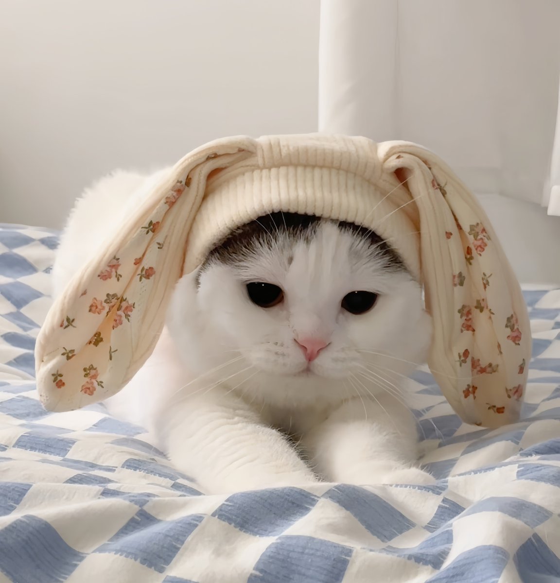 กาตุ่ยบ้อกแบ้ก 🐰🐶