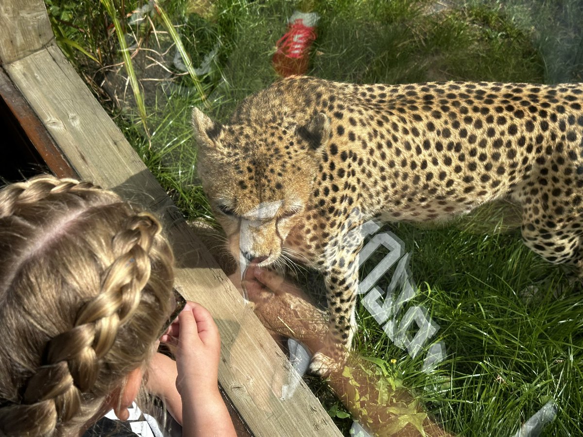 jessb1308's tweet photo. @EdinburghZoo We were so lucky to get up close and personal with #Cleothecheetah today 🐆 Very exciting! 🥰 https://t.co/1Nu8HLPjjm