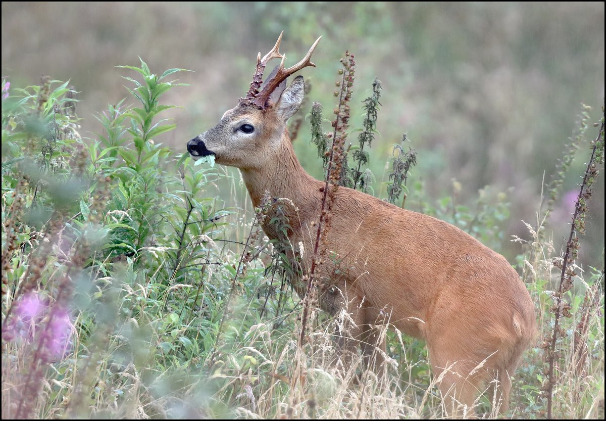 Mike Warburton (@_mikewarburton) on Twitter photo #Roebuck feeding in the #BreconBeacons this morning. #Wales #wildlife #nature <a href="/CanonUKandIE/">Canon UK and Ireland</a> <a href="/BannauB/">Bannau Brycheiniog (Brecon Beacons) National Park</a> <a href="/BBCSpringwatch/">BBC Springwatch</a> <a href="/WildlifeMag/">BBC Wildlife</a> <a href="/WildlifeTrusts/">The Wildlife Trusts</a> #RoeDeer #deer #rut #forest #woodland #wildlifephotography #Summer <a href="/NatGeoUK/">National Geographic UK</a> <a href="/NatGeoPhotos/">Nat Geo Photography</a> #Roebuck feeding in the #BreconBeacons this morning. #Wales #wildlife #nature <a href="/CanonUKandIE/">Canon UK and Ireland</a> <a href="/BannauB/">Bannau Brycheiniog (Brecon Beacons) National Park</a> <a href="/BBCSpringwatch/">BBC Springwatch</a> <a href="/WildlifeMag/">BBC Wildlife</a> <a href="/WildlifeTrusts/">The Wildlife Trusts</a> #RoeDeer #deer #rut #forest #woodland #wildlifephotography #Summer <a href="/NatGeoUK/">National Geographic UK</a> <a href="/NatGeoPhotos/">Nat Geo Photography</a>