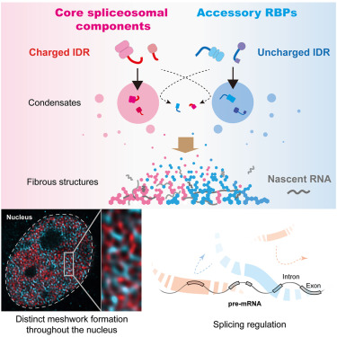 Blending and separating dynamics of RNA-binding proteins develop architectural splicing networks spreading throughout the nucleus dlvr.it/TBlW2Z