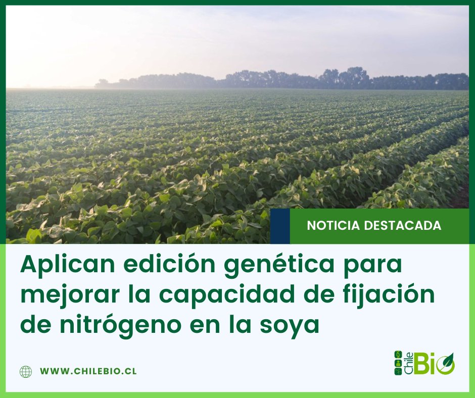 El proyecto cuenta con financiamiento del USDA y busca aplicar edición genética para mejorar la capacidad de la #soja para fijar nitrógeno de manera natural, reduciendo la necesidad de fertilizantes sintéticos.

bit.ly/4d9ULak