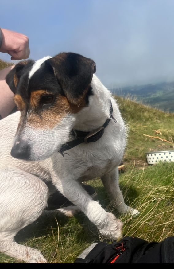 Missing Dog: Jackson

Date: Last seen in the Brecon area on 10/08/2024.

Description: 5-year-old white Jack Russell with black ears and a black marking on his neck. Microchipped but no collar.

If found, please contact: Andrew Munns, 07909 955292.