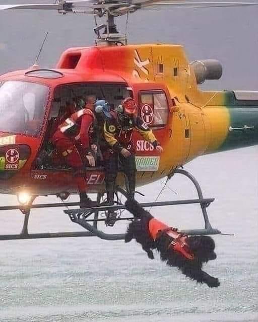 "Não pode levá-lo à praia para passear porque ele te incomoda e atrapalha o feriado... 

Não posso alugar uma casa se tiver um cão, e não posso levá-lo.

No entanto posso levá-lo aos escombros para te encontrar depois de um terremoto, na floresta depois que te perdes nas