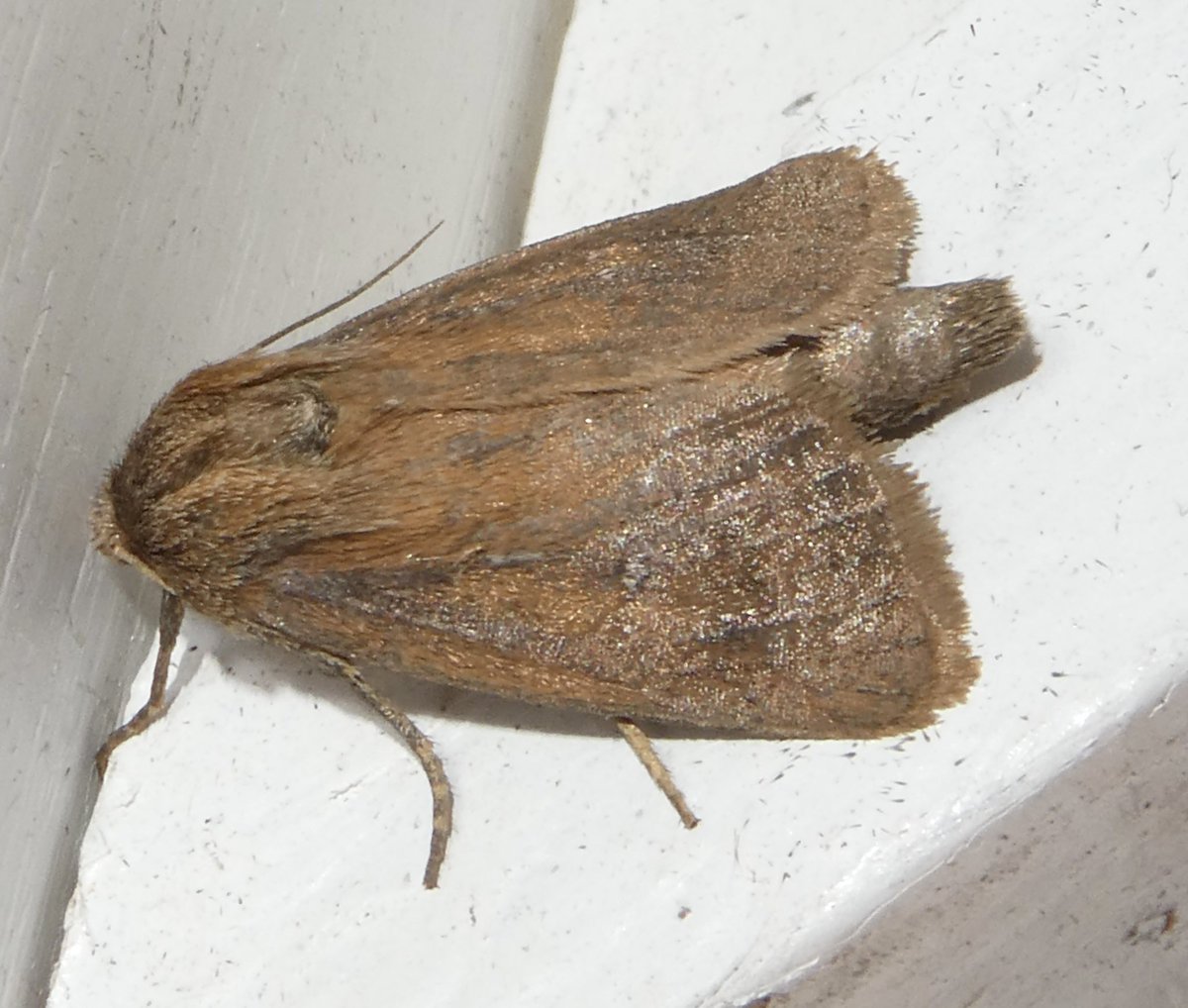 Riflebird19's tweet photo. Warks Moths this Twin-spotted Wainscot last night was new for my Monkspath garden presumably off the nearby Blyth Valley reed beds https://t.co/AW6yFAddQF