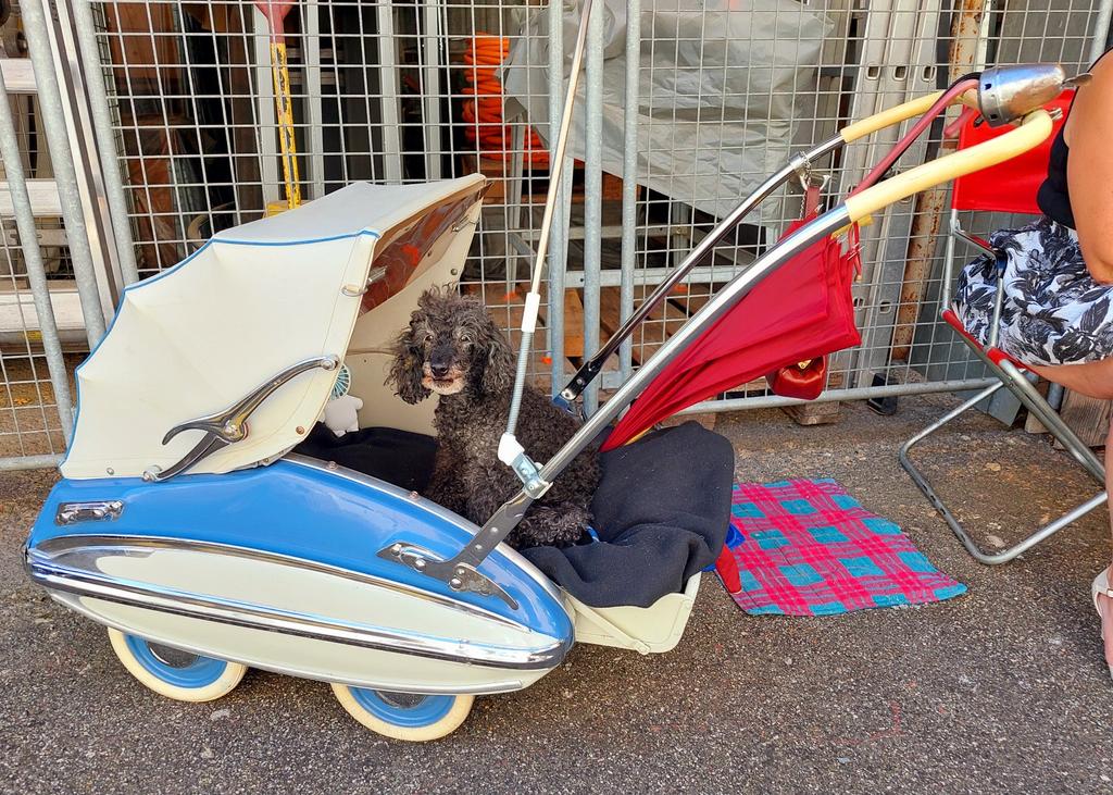 Sandra Wyss tweet media