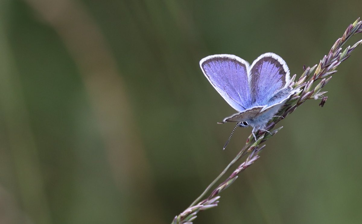Vandaag was de laatste excursie in de twee natuurgebieden het verbrande bos (van <a href="/glk/">GLK&</a> ) en de Leemputten (van <a href="/GemeenteErmelo/">Gemeente Ermelo</a> ). 25 tevreden deelnemers rondgeleid met collega educatief boswachter Kleis. Een natuurpracht met veel rode lijst soorten. Mooie parel van Ermelo!
