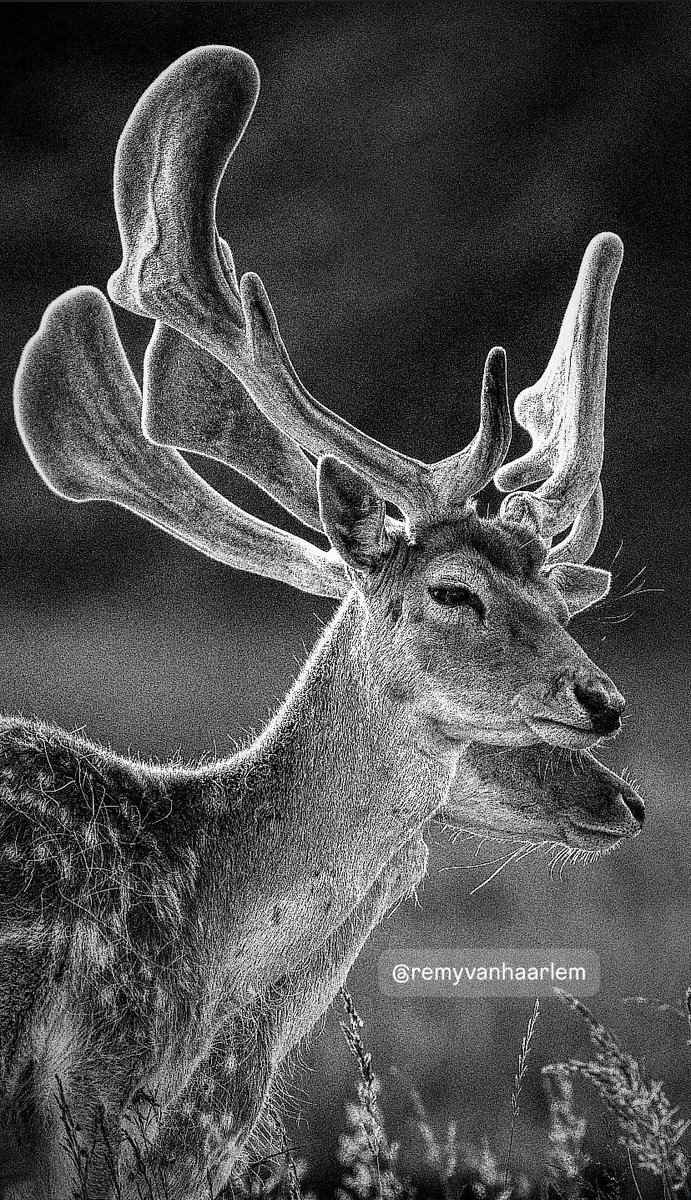 rvhaarle's tweet photo. Those antlers
#natgeoyourshot #photooftheday #travel #bbcfrozenplanet #wildlifephotography #earthcapture #bbcearth https://t.co/0uG48iMUob