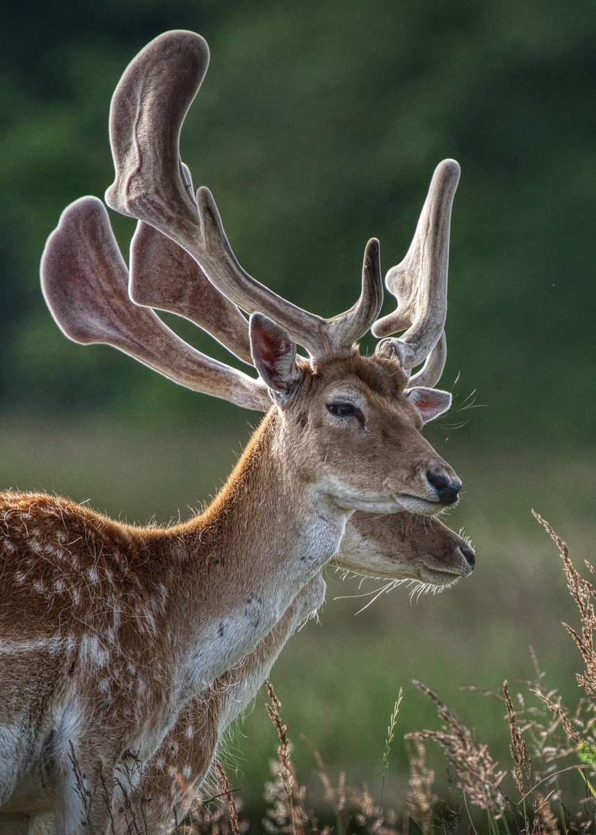 rvhaarle's tweet photo. Those antlers
#natgeoyourshot #photooftheday #travel #bbcfrozenplanet #wildlifephotography #earthcapture #bbcearth https://t.co/0uG48iMUob