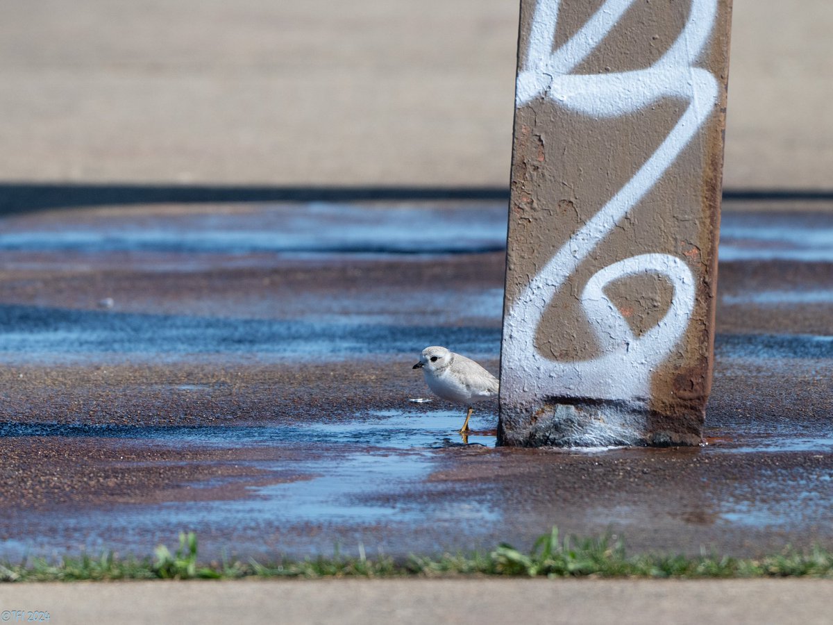 Nagamo's graduation pictures arrived!
Here's a favorite! Help us graduate more fledglings from Montrose for years to come. Your consideration of a $10 donation to our Chicago Piping Plover Fund is appreciated! Link in 2/2. 1/2

📸: Tamima Itani (Nagamo, August 9, 2024)