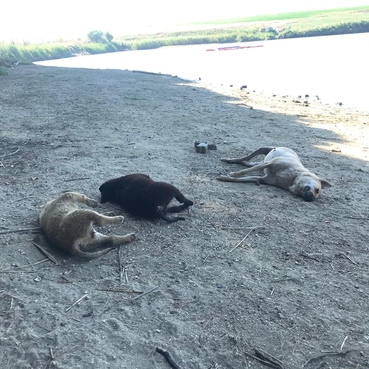 Dogs are getting poisoned across #Turkey! Ill conceived and unpopular #TurkishDogMassacreLaw has emboldened psychopaths in #Turkey🇹🇷.
@rterdogan. The new law is even applauded by  manufacturers of #ChineseOnlineCatTorture who also make Chinese child pornography. Is this the