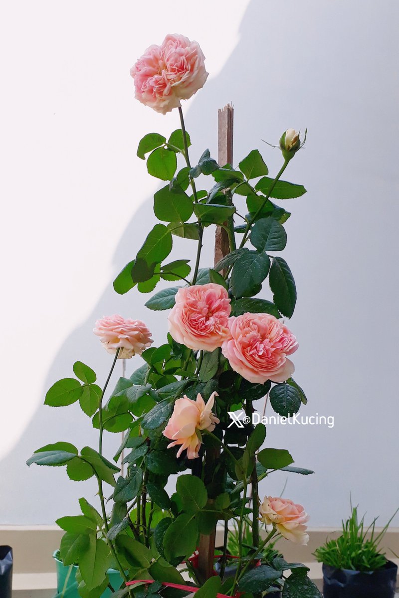 A few weeks ago, our roses started her 2nd blooming. There are 7 buds on one tree. She has a soft lovely scent, large flowers, &amp; a lasting up to a week. Here she is over 3 months in our house, Miss Kordes Jubilee (they said)