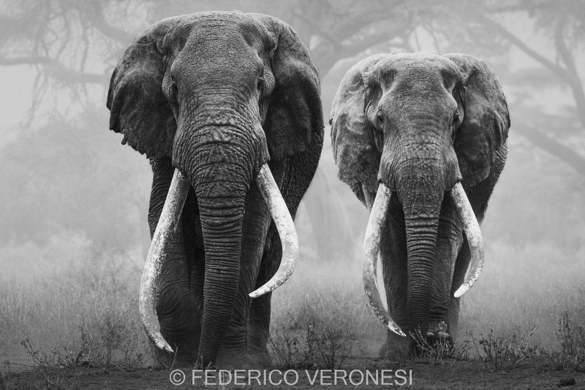 .<a href="/WilliamsRuto/">William Samoei Ruto, PhD</a> Good evening your Excellency, we urgently need to address the killing of our cross border super Tusker elephants.  We lost 4 to hunters in Tanzania in the last 8 months, now, only 10 remain. They are easy to hunt as they are habituated to people and vehicles in