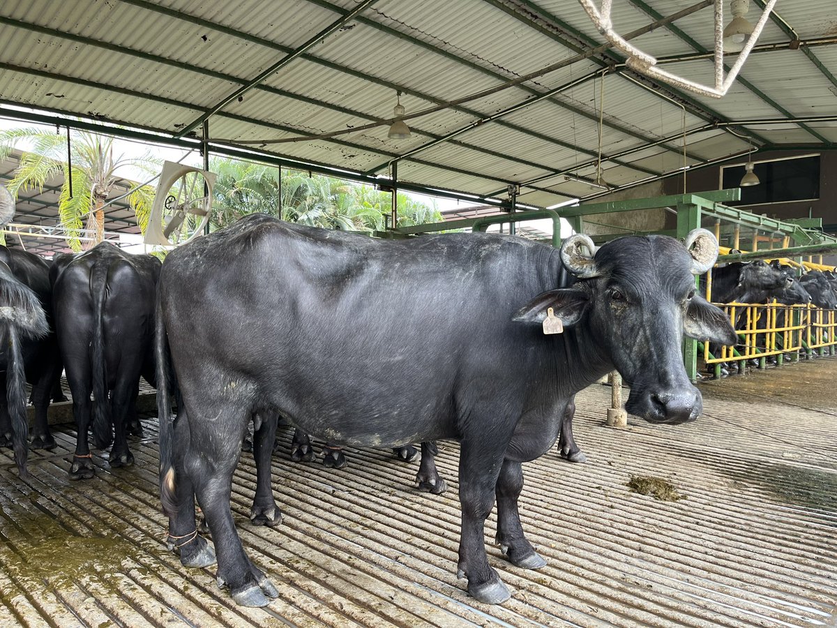 Mi concepto de belleza, búfala Murrah 🥹