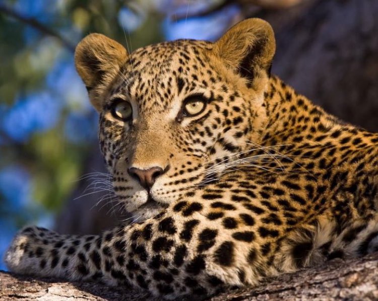 You will find this wildly adventurous Starbed experience at Wilderness Tubu Tree Lodge, in one of Earth’s ultimate, untamed wilderness areas.  The ideal setting for the most exhilarating #wildlife encounters bit.ly/46bGDe5 #Botswana