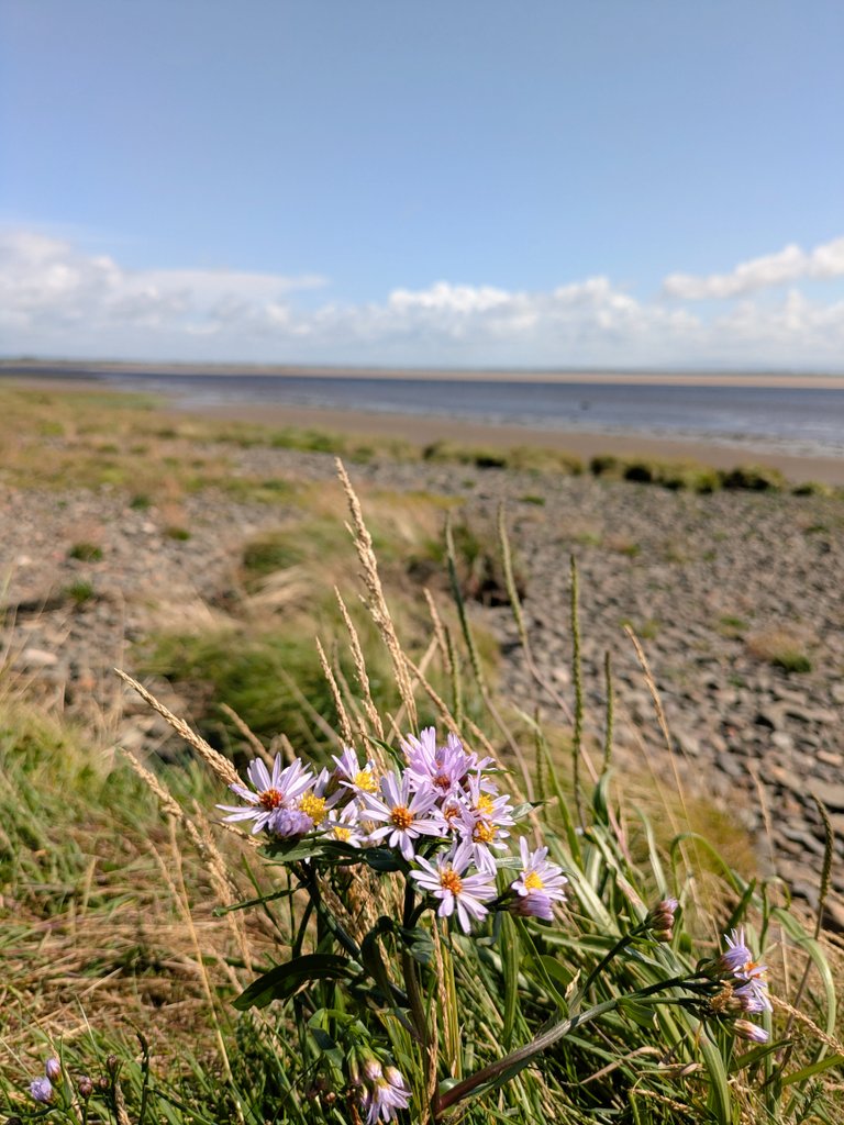 Solway. Sea aster &amp; space.