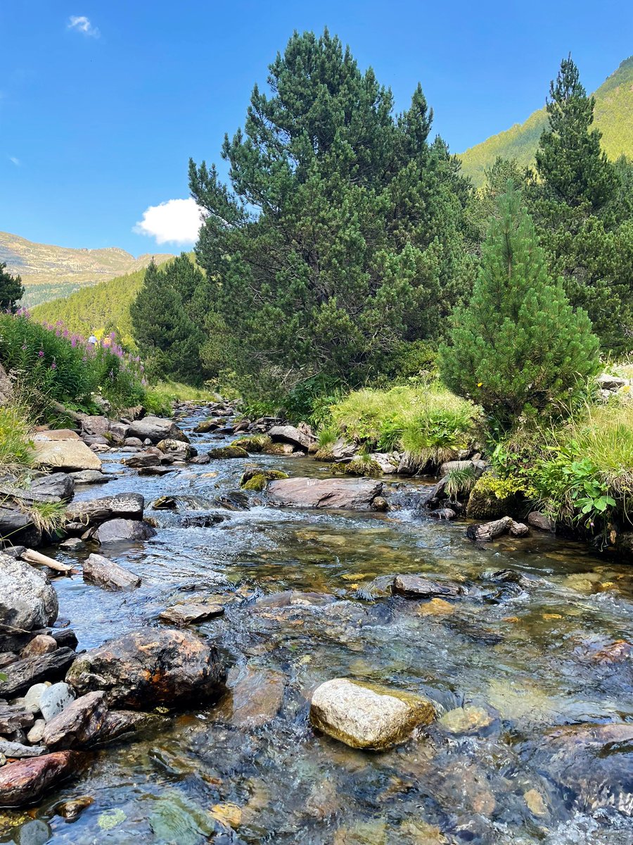 Ricard Riba Alcobé tweet media